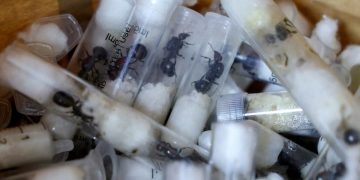 Kenya Arrests Chinese National Over Attempt to Smuggle 2,000 Ants Hidden in Test Tubes