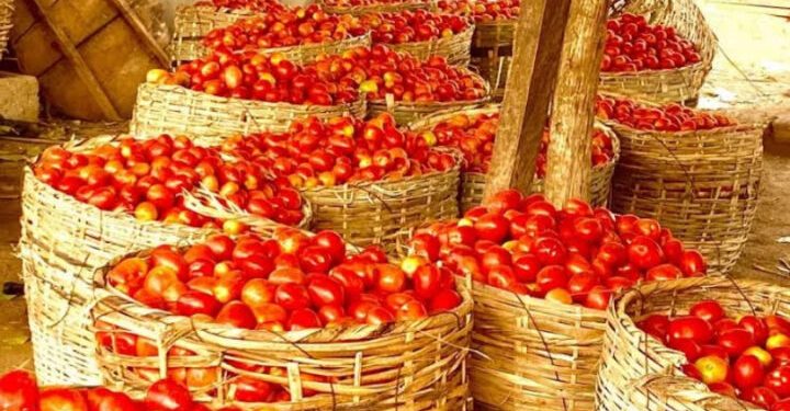 As Supply Glut Eases, Farmers Forecast Sharp Rise in Tomato Prices