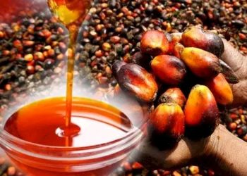 Nigeria Targets 2030 For Self Sufficiency in Palm Oil