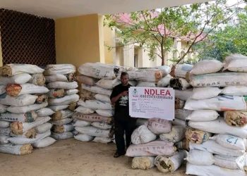 NDLEA Raids Drug Warehouse in Edo, Seizes 1,378kg