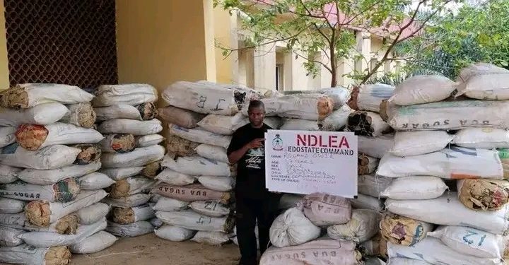 NDLEA Raids Drug Warehouse in Edo, Seizes 1,378kg