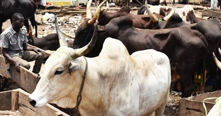 FG Pushes Nationwide Cattle Pneumonia Vaccination