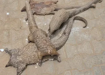 Customs Intercept Live Pangolins, Intensifies Crackdown on Wildlife Traffickers