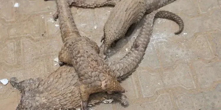 Customs Intercept Live Pangolins, Intensifies Crackdown on Wildlife Traffickers