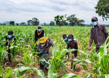 FG’s Approval of 57 New Crop Varieties Sparks Optimism Among Farmers