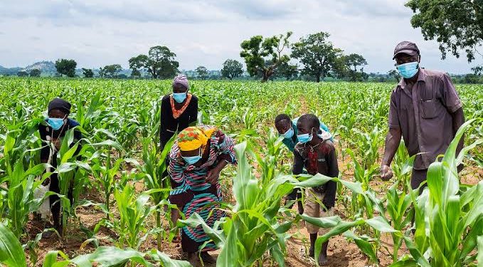 FG’s Approval of 57 New Crop Varieties Sparks Optimism Among Farmers