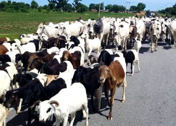 FG Raises Alarm As Deadly Cattle Disease CBPP Spreads to 17 States