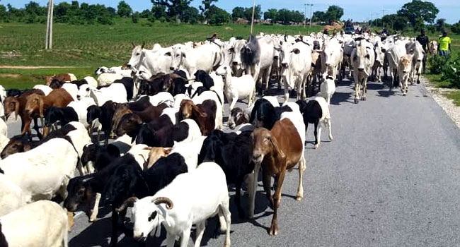FG Raises Alarm As Deadly Cattle Disease CBPP Spreads to 17 States