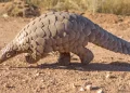 Customs Intercept Wildlife Traffickers in Kano, Recover Live Pangolins