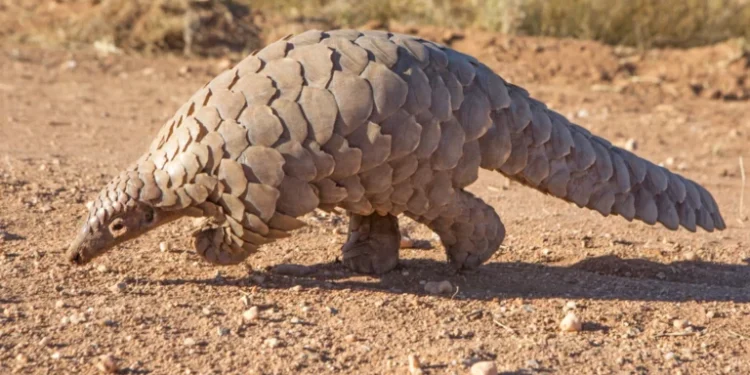 Customs Intercept Wildlife Traffickers in Kano, Recover Live Pangolins