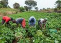 AFAN Urges FG to Create National Committee to Curb Farmer–Herder Clashes