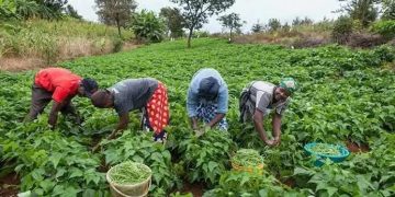 AFAN Urges FG to Create National Committee to Curb Farmer–Herder Clashes
