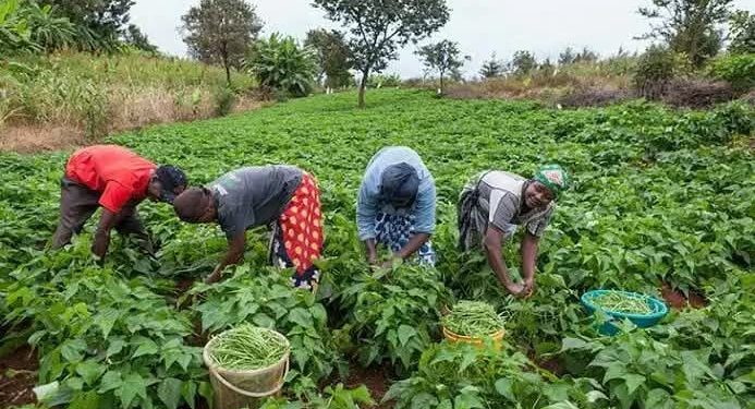 AFAN Urges FG to Create National Committee to Curb Farmer–Herder Clashes