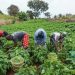 AFAN Urges FG to Create National Committee to Curb Farmer–Herder Clashes