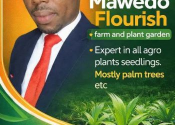 We’re Your Sure Plug for Plants Seedlings