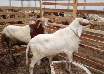 Report: Ram Prices Soar in Kaduna Markets as Eid-el-Kabir Draws Nearer