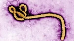 CEPI Invest $2 million to Fast-track Ebola Vaccine Development