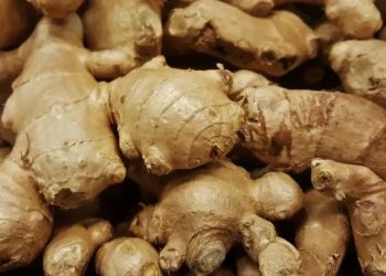 NADF, NRCRI Unveil Programme to Revive Nigeria’s Ginger Industry