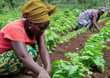 FG, BOA Sign MoU to Empower Three Million Women Farmers