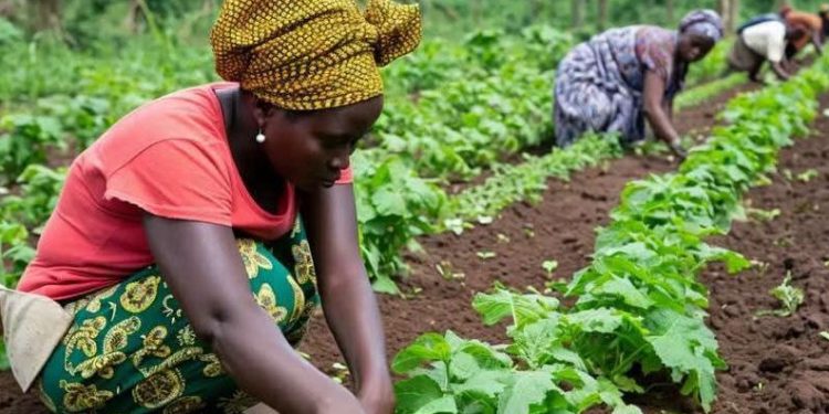 FG, BOA Sign MoU to Empower Three Million Women Farmers