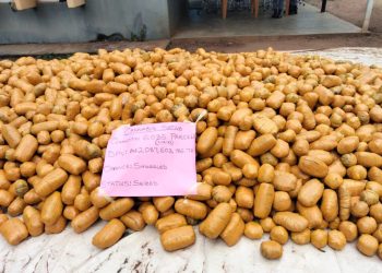 Nigerian Customs Seizes Cannabis Sativa Worth N2bn in Ogun