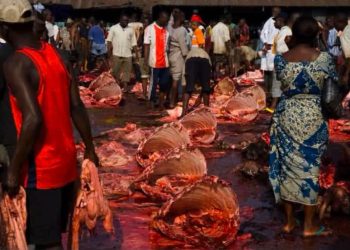 Expert Raises Alarm over Health Risks from Abattoir Waste
