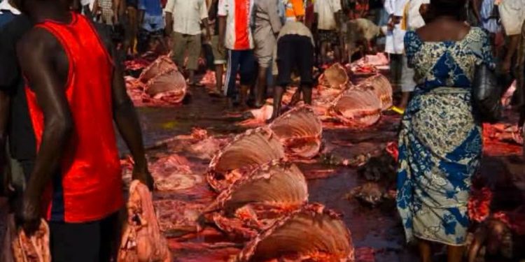 Expert Raises Alarm over Health Risks from Abattoir Waste