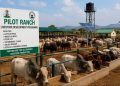FG Inaugurates First National Pilot Ranching Programme in Adamawa