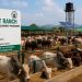 FG Inaugurates First National Pilot Ranching Programme in Adamawa