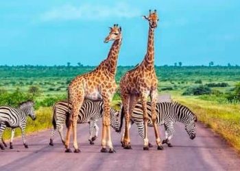 Africa Bears Heavy Burden of Biodiversity Loss, UN Says