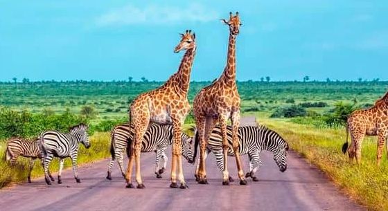 Africa Bears Heavy Burden of Biodiversity Loss, UN Says