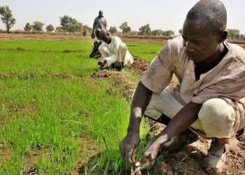 Japan Commits $3.5m Grant to Boost Nigeria’s Rice Seed Production ‎