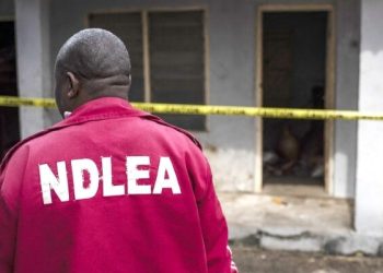 ‎NDLEA Destroys Over 4,600kg of Cannabis in Edo, Nabs 10
