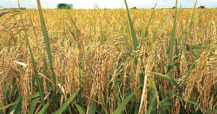 Chinese Scientists ‌⁠‍‍⁠⁠‌‌⁠‌⁠‍‍‍‌‌Develop Gene for Higher-Yield Rice
