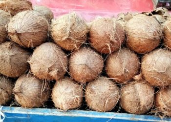 India Leads Coconut Production With 31% of Global Output