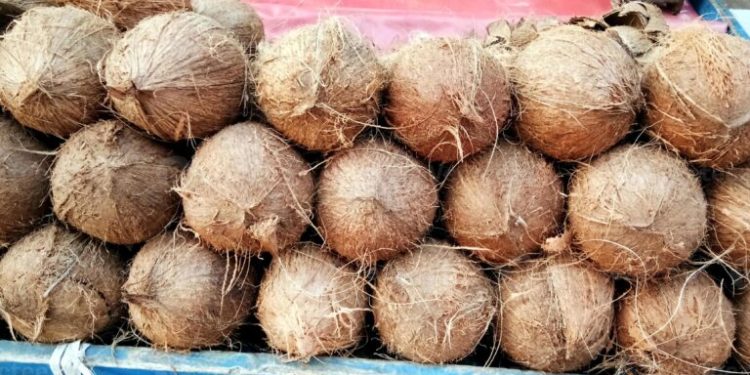 India Leads Coconut Production With 31% of Global Output