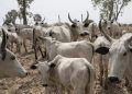 Jigawa:‌ Police Nab Seven Alleged Cattle Rustlers