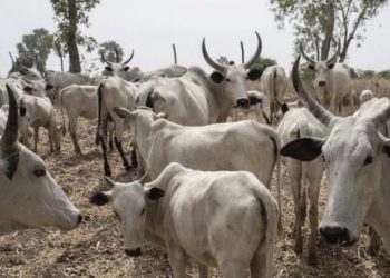 Jigawa:‌ Police Nab Seven Alleged Cattle Rustlers