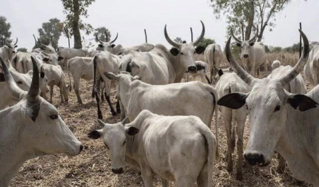 Jigawa: Police Nab Seven Alleged Cattle Rustlers
