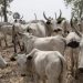 Jigawa:‌ Police Nab Seven Alleged Cattle Rustlers