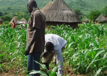 FG’s Fertiliser Distribution Boosts Farmers’ Productivity in Kano: AFAN