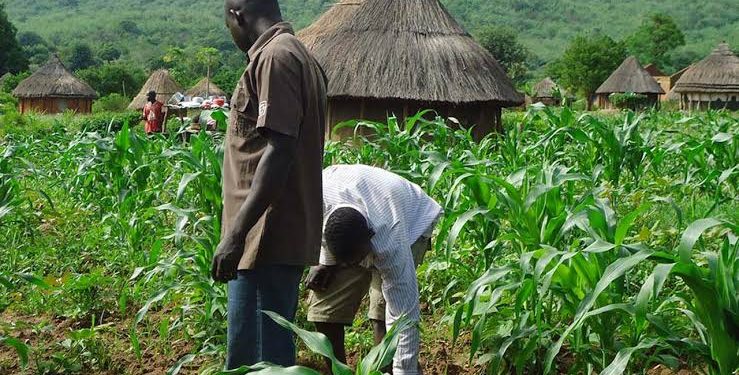 FG’s Fertiliser Distribution Boosts Farmers’ Productivity in Kano: AFAN