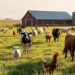 Disease Control: FG, Cross River Conduct Surveillance on 600 Livestock Samples ‎