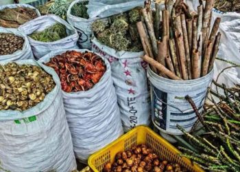 Expert Urges Increase Research Funding for Traditional Medicine