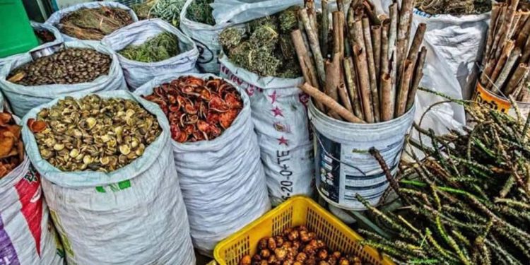 Expert Urges Increase Research Funding for Traditional Medicine