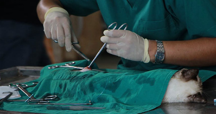 Group Urges Two Vets Per LG to Tackle Rabies in Kogi