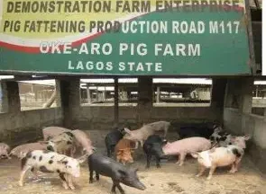 L-PRES Unveils African Swine Fever Control at Oke Aro Pig Farm