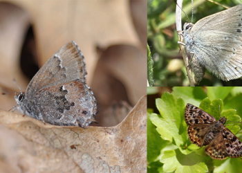 Canada Raises $2.4 Million to Save Three Endangered Butterfly Species ‎