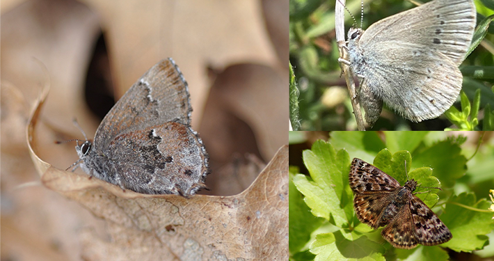 Canada Raises $2.4 Million to Save Three Endangered Butterfly Species 